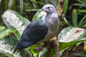 The Pacific imperial pigeon (Ducula pacifica) is a widespread species of pigeon in the family Columbidae.
Its natural habitats are tropical moist lowland forests on smaller islands.