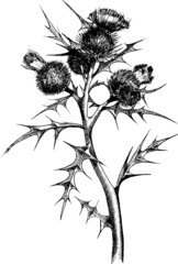 Monochrome vector black and white silhouette of thistle flowers.
