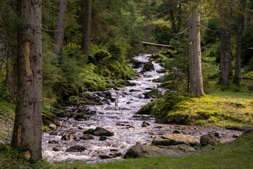 A beautiful stream running through an alpine forest