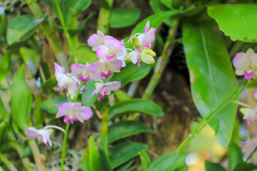 Orchid flower in garden at winter or spring day for postcard beauty and agriculture idea concept design. Phalaenopsis orchid.