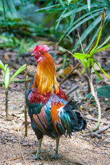 The male red junglefowl (Gallus gallus). It is a tropical bird in the family Phasianidae. It is the primary ancestor of the domestic chicken (Gallus gallus domesticus)