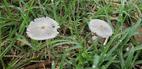mushrooms in the grass