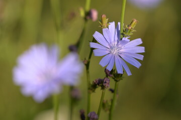 medicinal plant Cichorium intybus. chicory flower in blooming period