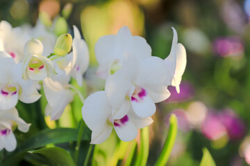 Orchid flower in garden at winter or spring day for postcard beauty and agriculture idea concept design. Phalaenopsis orchid.