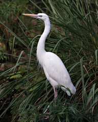 White Heron stock photo.  White Heron close-up profile view with foliage background looking to the left side. Image. Picture. Portrait.