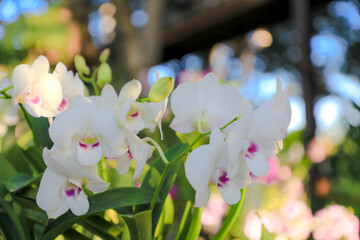 Orchid flower in garden at winter or spring day for postcard beauty and agriculture idea concept...
