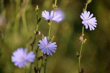 medicinal plant Cichorium intybus. chicory flower in blooming period