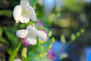 Orchid flower in garden at winter or spring day for postcard beauty and agriculture idea concept design. Phalaenopsis orchid.