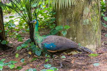 The female green peafowl (Pavo muticus), it is a peafowl species native to the tropical forests of Southeast Asia.
The sexes of green peafowl are quite similar in appearance, especially in the wild.  - obrazy, fototapety, plakaty