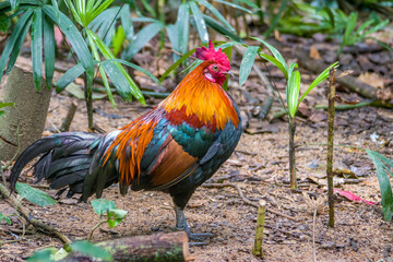 The male red junglefowl (Gallus gallus). It is a tropical bird in the family Phasianidae. It is the primary ancestor of the domestic chicken (Gallus gallus domesticus)