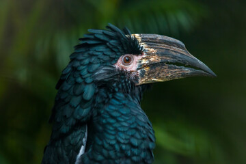 The trumpeter hornbill (Bycanistes bucinator) is a medium-sized hornbill, 