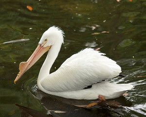 White Pelican stock photos. White Pelican in the water displaying beautiful white feathers plumage, long beak, eye, neck, feet in its environment and surrounding. Portrait. Picture. Image. Photo.