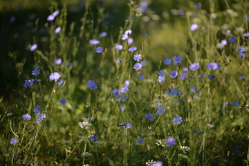 medicinal plant Cichorium intybus. chicory flower in blooming period