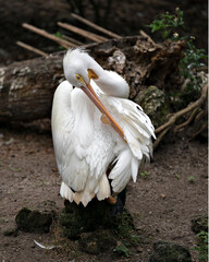 White Pelican stock photos.  White Pelican  profile-view. Image. Picture. Portrait. White colour bird. Long beak. Background.