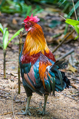 The male red junglefowl (Gallus gallus). It is a tropical bird in the family Phasianidae. It is the primary ancestor of the domestic chicken (Gallus gallus domesticus)