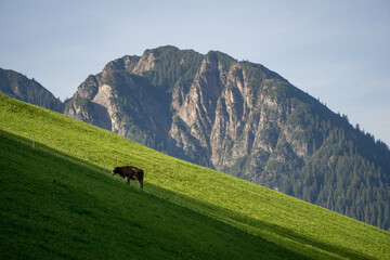Cow grazing on a steep alpine meadow