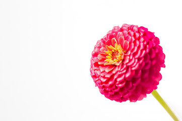 Purple pink magenta zinnia flower isolated against a white background