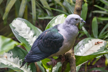 The Pacific imperial pigeon (Ducula pacifica) is a widespread species of pigeon in the family Columbidae.
Its natural habitats are tropical moist lowland forests on smaller islands.