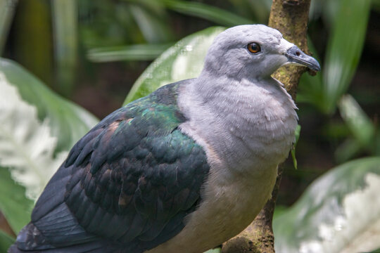 The Pacific imperial pigeon (Ducula pacifica) is a widespread species of pigeon in the family Columbidae.
Its natural habitats are tropical moist lowland forests on smaller islands.