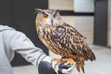 腕に乗っている大きなフクロウ
