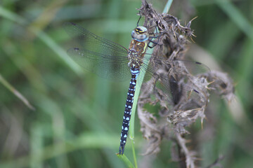 Herbst-Mosaikjungfer