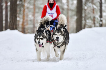 Siberian husky sled dog racing