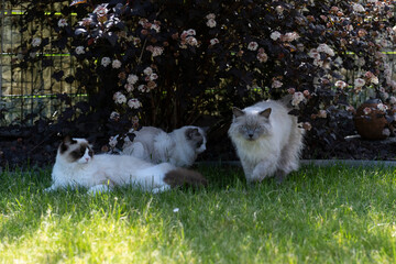 Fototapeta premium Ragdoll Katzen