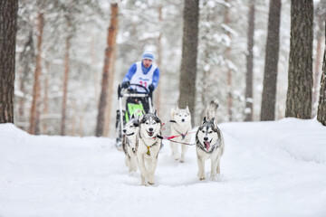Siberian husky sled dog racing