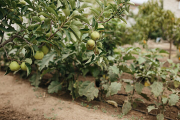 Mini apple trees with fruits growing in the garden