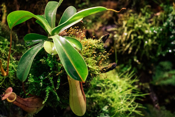 Top shot of the elephant bush small leaves plant in cluster inside the plant nursery in New Delhi, India
