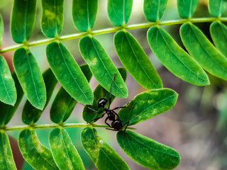Sitting on a papyrus green leaf in black.
