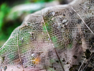 The leaves of the tree have rotted and the veins have come out.