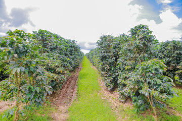 Fototapeta na wymiar Coffee Plantation