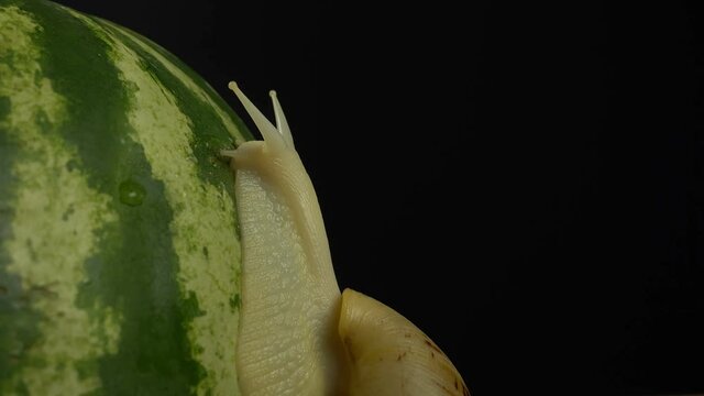 Macro Shoot of giant african snail on a watermelon. Achatina reticulata snail slowly crawling on the top of green watermelon. Black background with place for copy space.