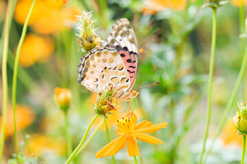 花の蜜を吸うヒメアカタテハ