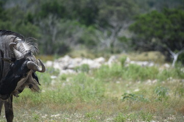 close up of a Wildebeest portrait