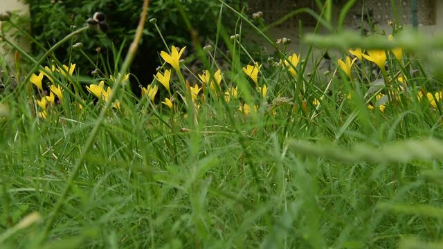 Yellow wildflowers growing in the grass on a summer afternoon