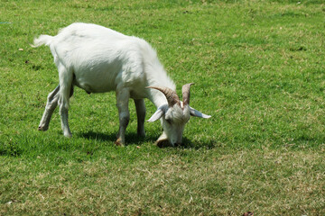 Big belly white goat He is long, curvy. Stand alone to eat grass