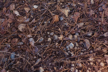 background of twigs of stones and autumn leaves on the ground