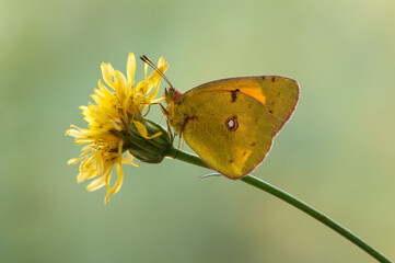 The yellow butterfly Colias hyale on a wildflower dandelion on a summer day