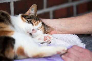 Schmusende Katze
