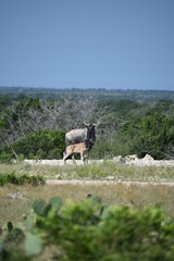 close up of a Wildebeest portrait