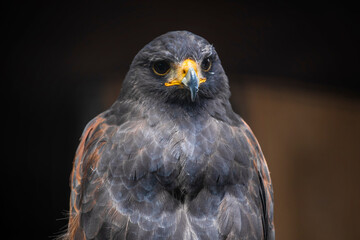 The common buzzard (Buteo buteo) is a medium-to-large bird of prey which has a large range. A member of the genus Buteo, it is a member of the family Accipitridae.