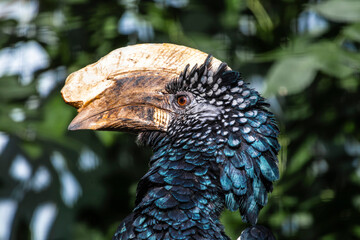 The silvery-cheeked hornbill (Bycanistes brevis) is a large species of hornbill found in Africa. Silvery-cheeked hornbills are residents of the tall evergreen forests of East Africa © Bikej Barakus