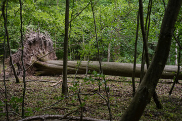 arbre abattu dans une foret