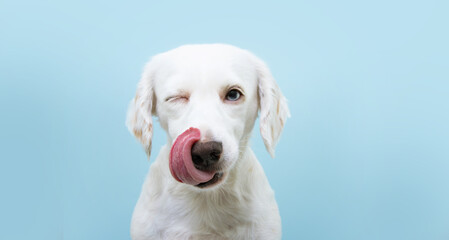 Hungry funny puppy dog licking its nose with tongue out and winking one eye closed. Isolated on blue colored background. - obrazy, fototapety, plakaty