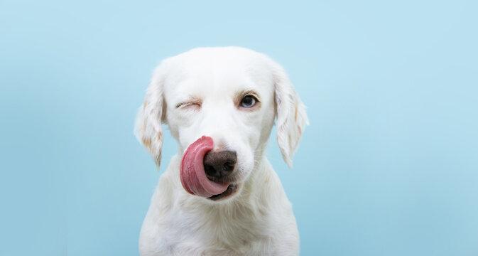 Hungry funny puppy dog licking its nose with tongue out and winking one eye closed. Isolated on blue colored background.