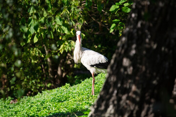 The white stork (Ciconia ciconia) is a large bird in the stork family, Ciconiidae. Its plumage is mainly white, with black on the bird's wings.