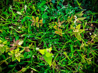 green grass background