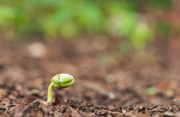 Green sprout growing out from soil.